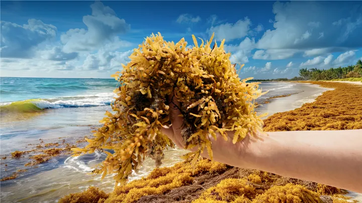 A hand holding a handful of Sargassum Seaweed