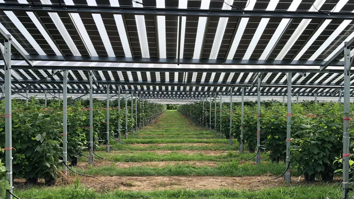 Solar Panels Plus Farming? Agrivoltaics Explained