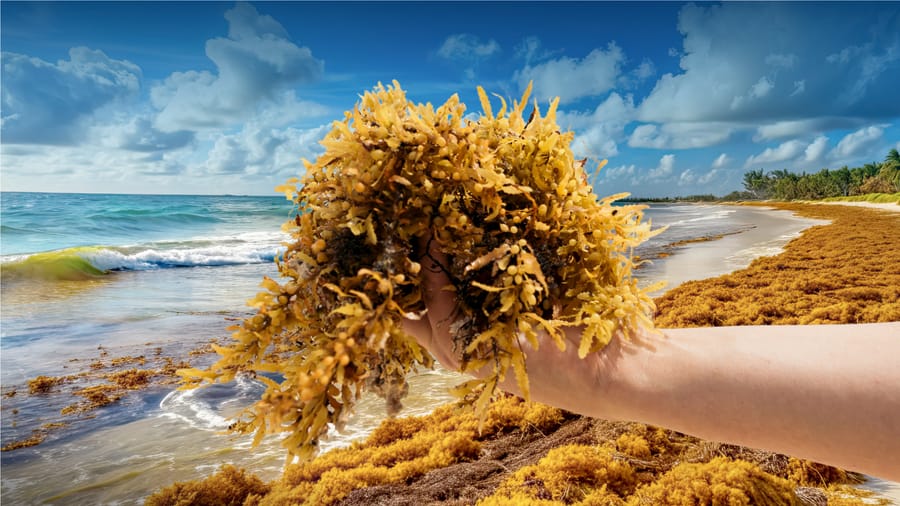 A hand holding a handful of Sargassum Seaweed
