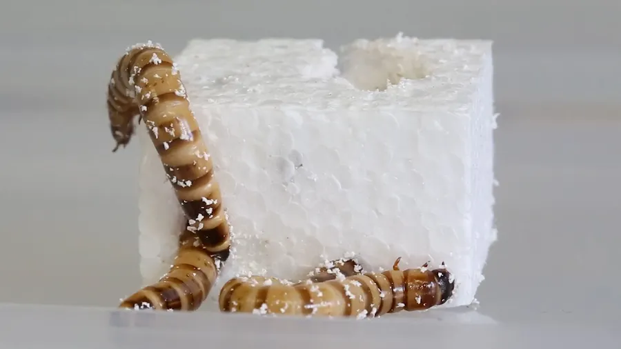 Plastic Eating Worms Eating Plastic
